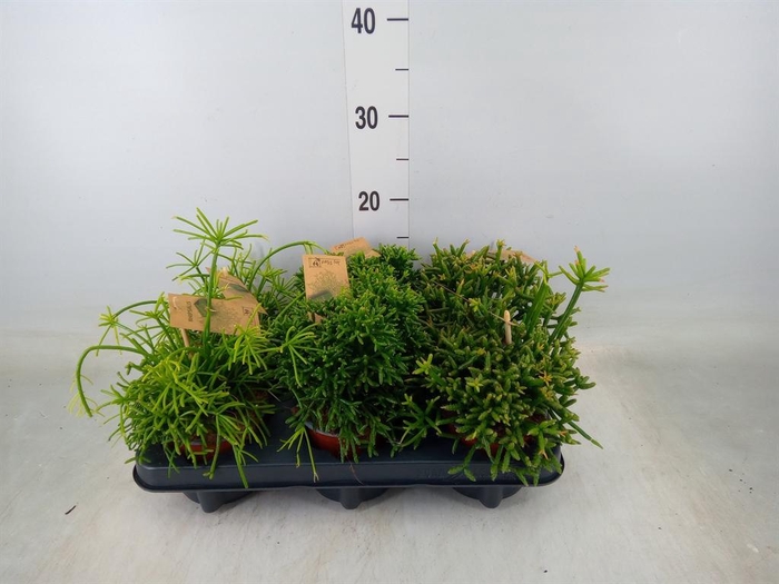 <h4>Rhipsalis   ...mix</h4>