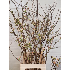 CHAENOMELES JAPONICA