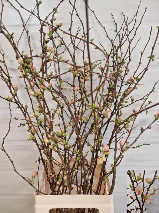 <h4>CHAENOMELES JAPONICA</h4>