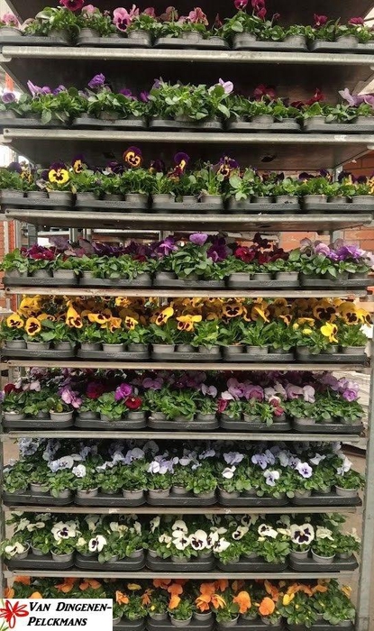 <h4>VIO WI DELTA MIXK</h4>