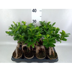Ficus microcarpa 'Ginseng'