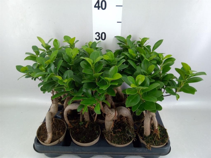 <h4>Ficus microcarpa 'Ginseng'</h4>