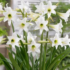 Sonatini Swan Lake 865 (Water)