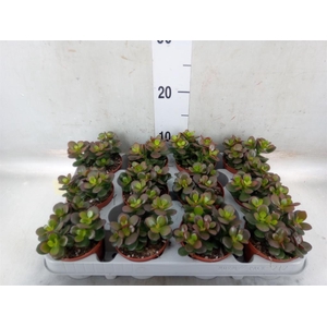 Crassula ovata 'Minor'