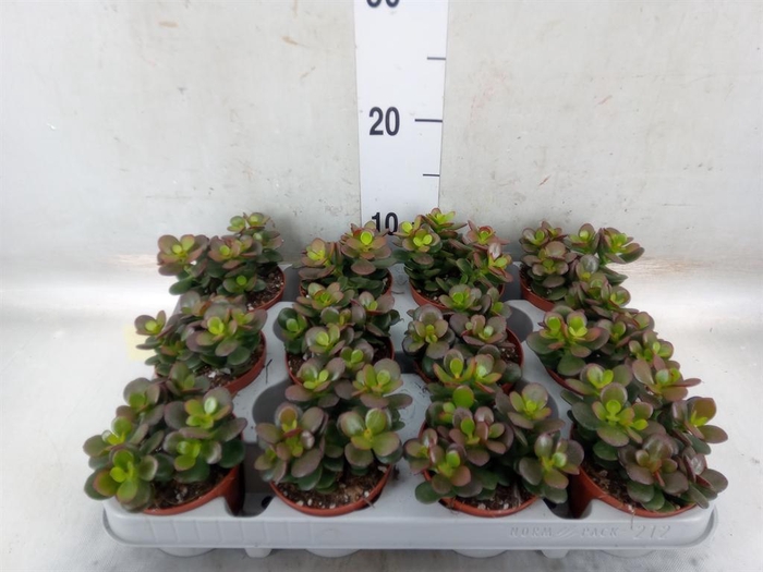 <h4>Crassula ovata 'Minor'</h4>
