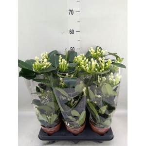 Stephanotis floribunda   ...