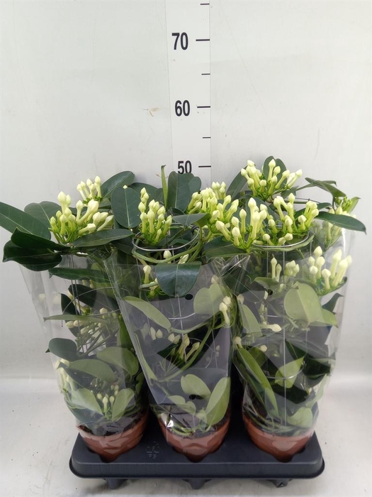 <h4>Stephanotis floribunda   ...</h4>