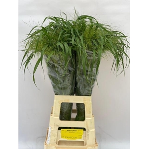 Panicum virgatum 'Fontaine'