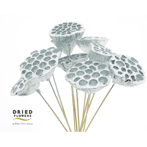 Dried Lotus Silver