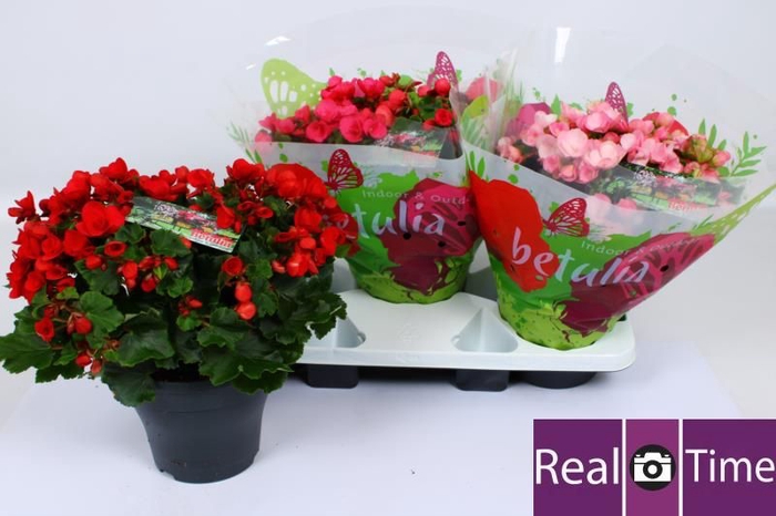 <h4>BEG EN BETULIA GEM</h4>