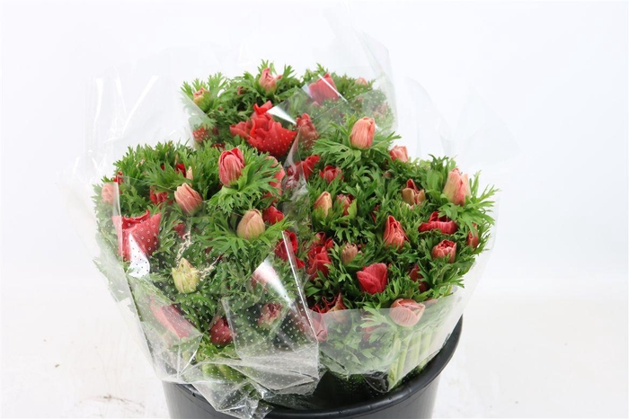 <h4>Anem Marianne Red</h4>