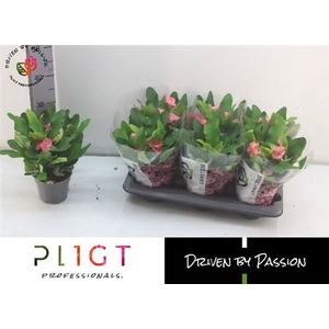 Euphorbia (Milii Grp) 'Charlotte'