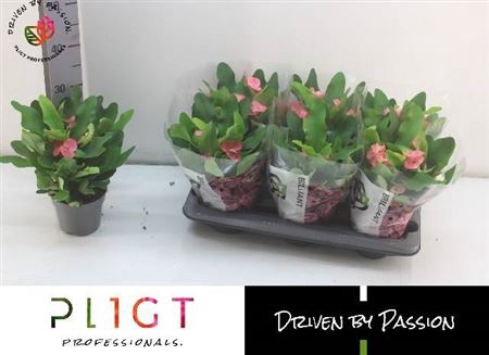 <h4>Euphorbia (Milii Grp) 'Charlotte'</h4>