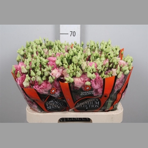 Eus G Alissa Rose Pink