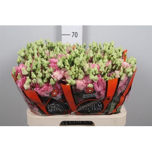 Eus G Alissa Rose Pink