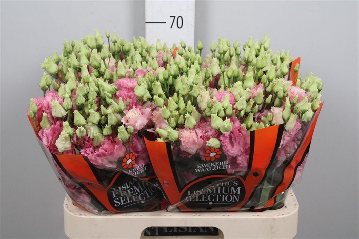 <h4>Eus G Alissa Rose Pink</h4>