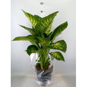Dieffenbachia seg. 'Reeva'