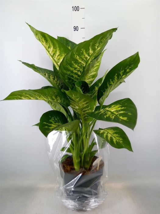 <h4>Dieffenbachia seg. 'Reeva'</h4>
