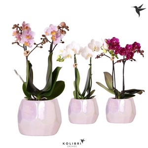 Kolibri Orchids Phalaenopsis mix 2 spike mix in Pearl pot pink