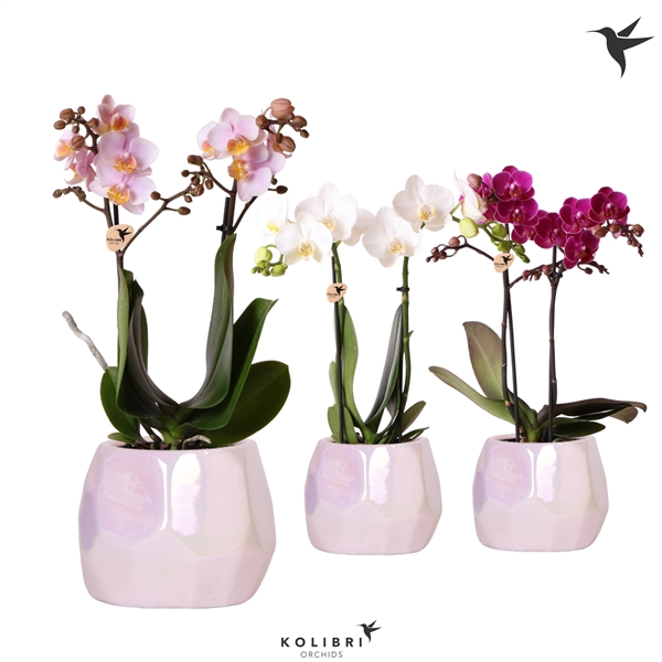 <h4>Kolibri Orchids Phalaenopsis mix 2 spike mix in Pearl pot pink</h4>