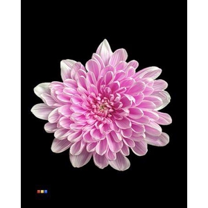 Chr T Altaj Pastel Cerise