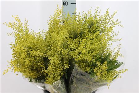 Acacia Mimosa Green