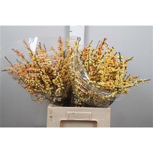 Ilex Ve Mag Cresgold