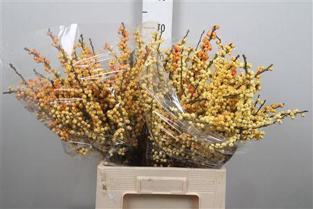 <h4>Ilex Ve Mag Cresgold</h4>