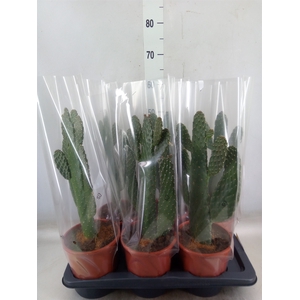 Opuntia