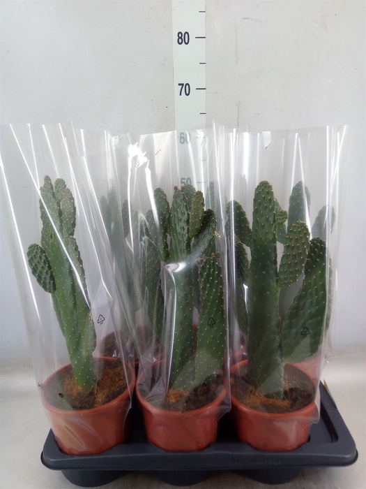<h4>Opuntia</h4>