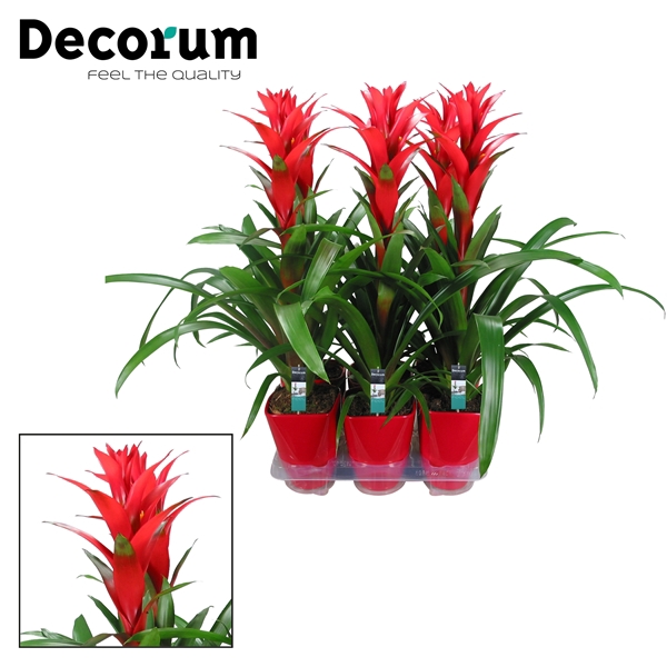 <h4>Guzmania Ostara Luxe Keramiek (Decorum)</h4>