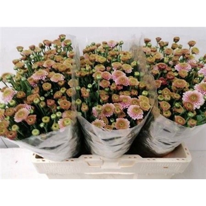 Chr S Aaa Doria Pink