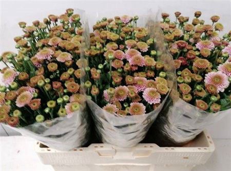 <h4>Chr S Aaa Doria Pink</h4>