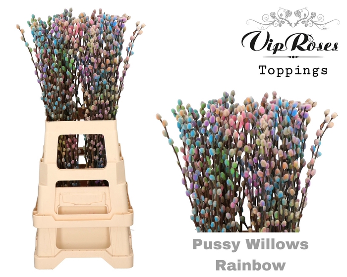 <h4>SALIX PUSSY WILLOW RAINBOW</h4>