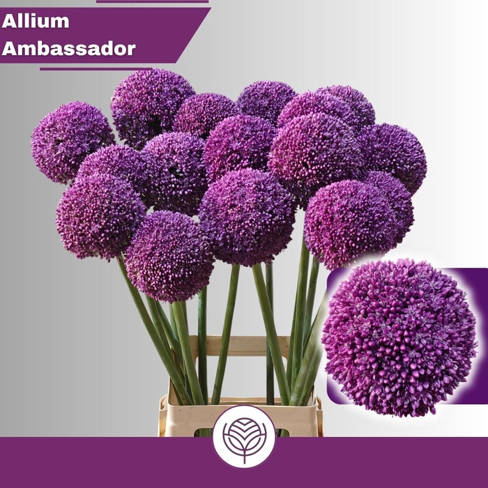 <h4>ALLIUM AMBASSADOR</h4>
