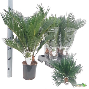 Cycas Revoluta (Cites) 15Ø 60cm 10v