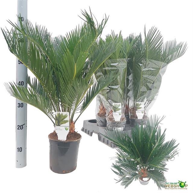 Cycas Revoluta (Cites) 15Ø 60cm 10v