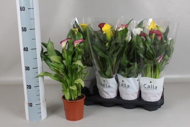 <h4>ZANT GEM 5 KL</h4>