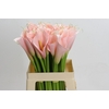 Zantedeschia Eydolls Salmon