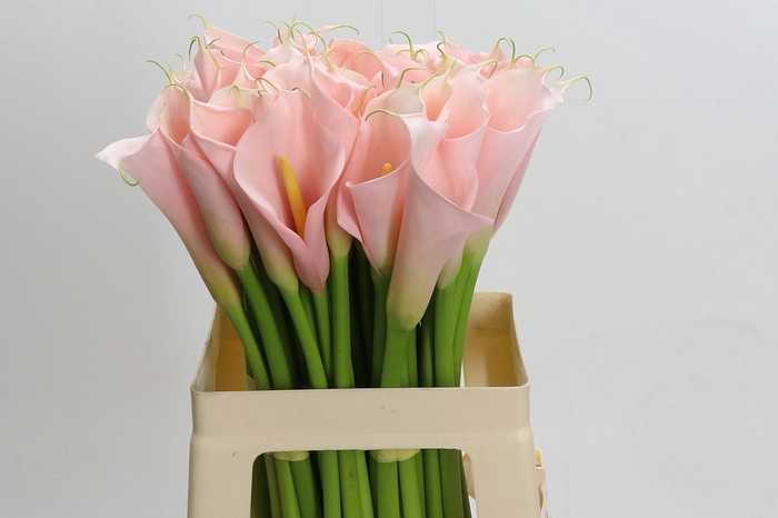 <h4>Zantedeschia Eydolls Salmon</h4>