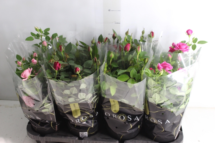 <h4>ROSEIRA MINI P13</h4>