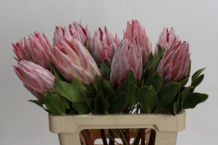 <h4>Protea Cynaroides</h4>