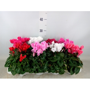 Cyclamen MD 'Allure'