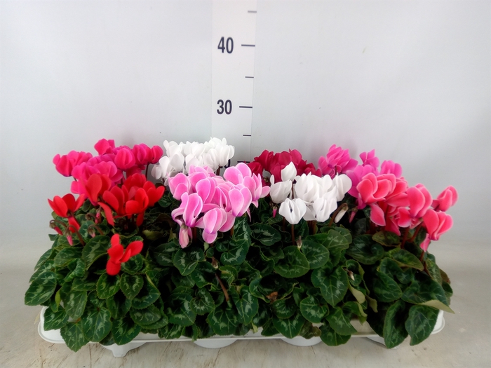<h4>Cyclamen MD 'Allure'</h4>
