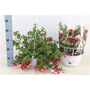 Fuchsia overig