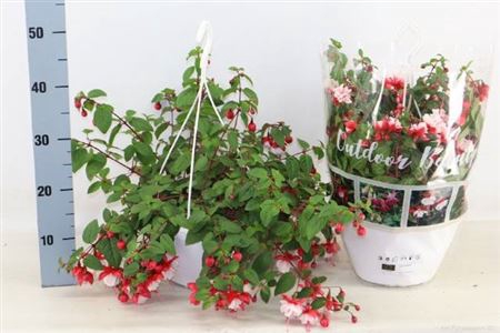 <h4>Fuchsia overig</h4>
