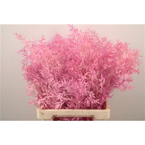 Ruscus. Pink Per Stem