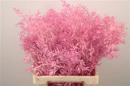 Ruscus. Pink Per Stem