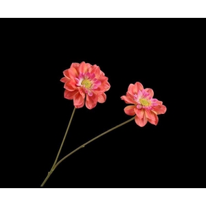 DAHLIA TAK RD/OR 76 cm