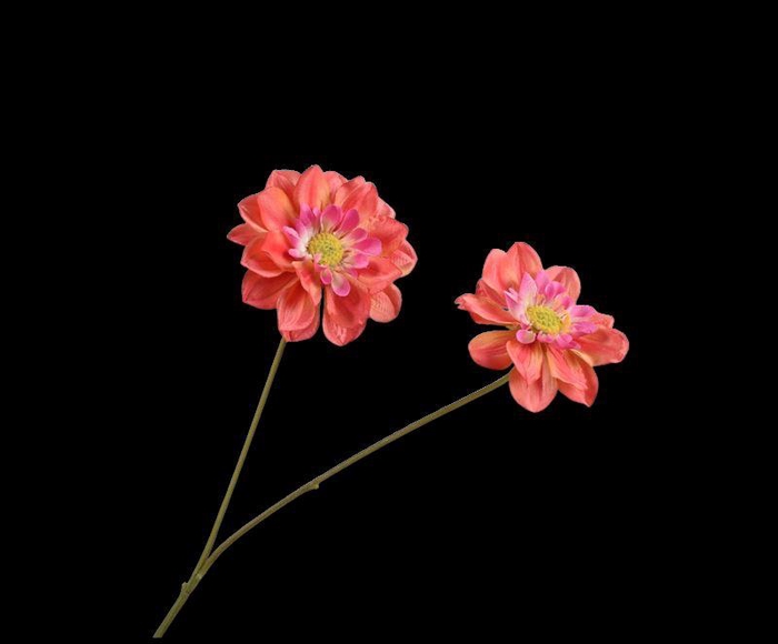 <h4>DAHLIA TAK RD/OR 76 cm</h4>